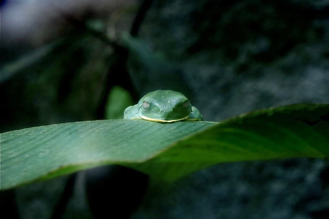 blog